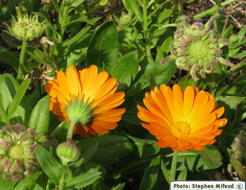 Calendula officinalis (Pot Marigold) :  - the online  Flora of the Maltese Islands.